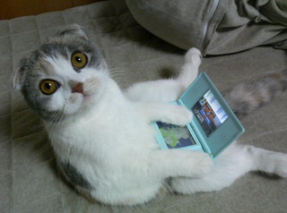 Illustration for article titled Cats Are Very Serious about Video Games